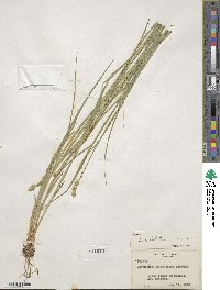 Carex albolutescens image