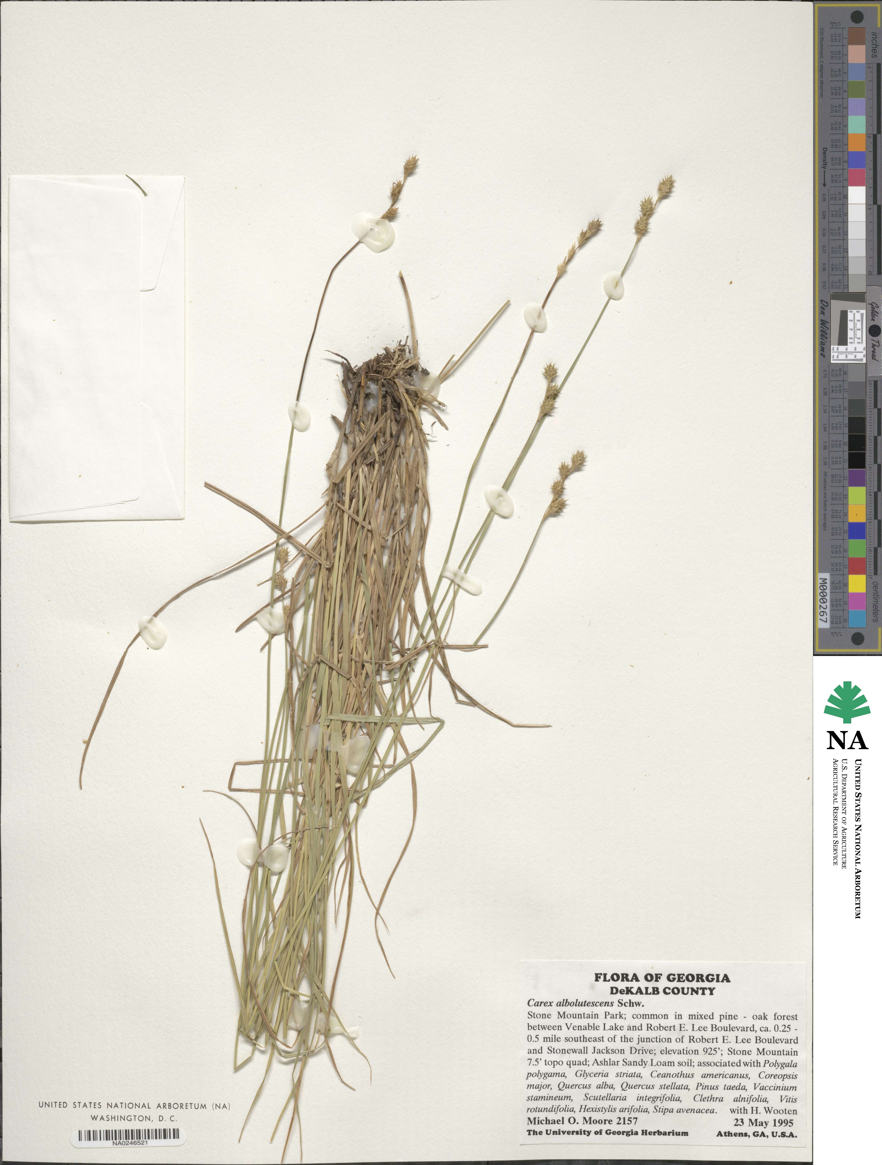 Carex albolutescens image