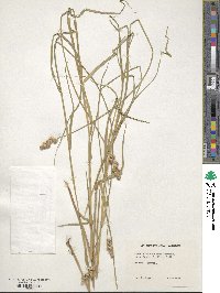 Carex albolutescens image