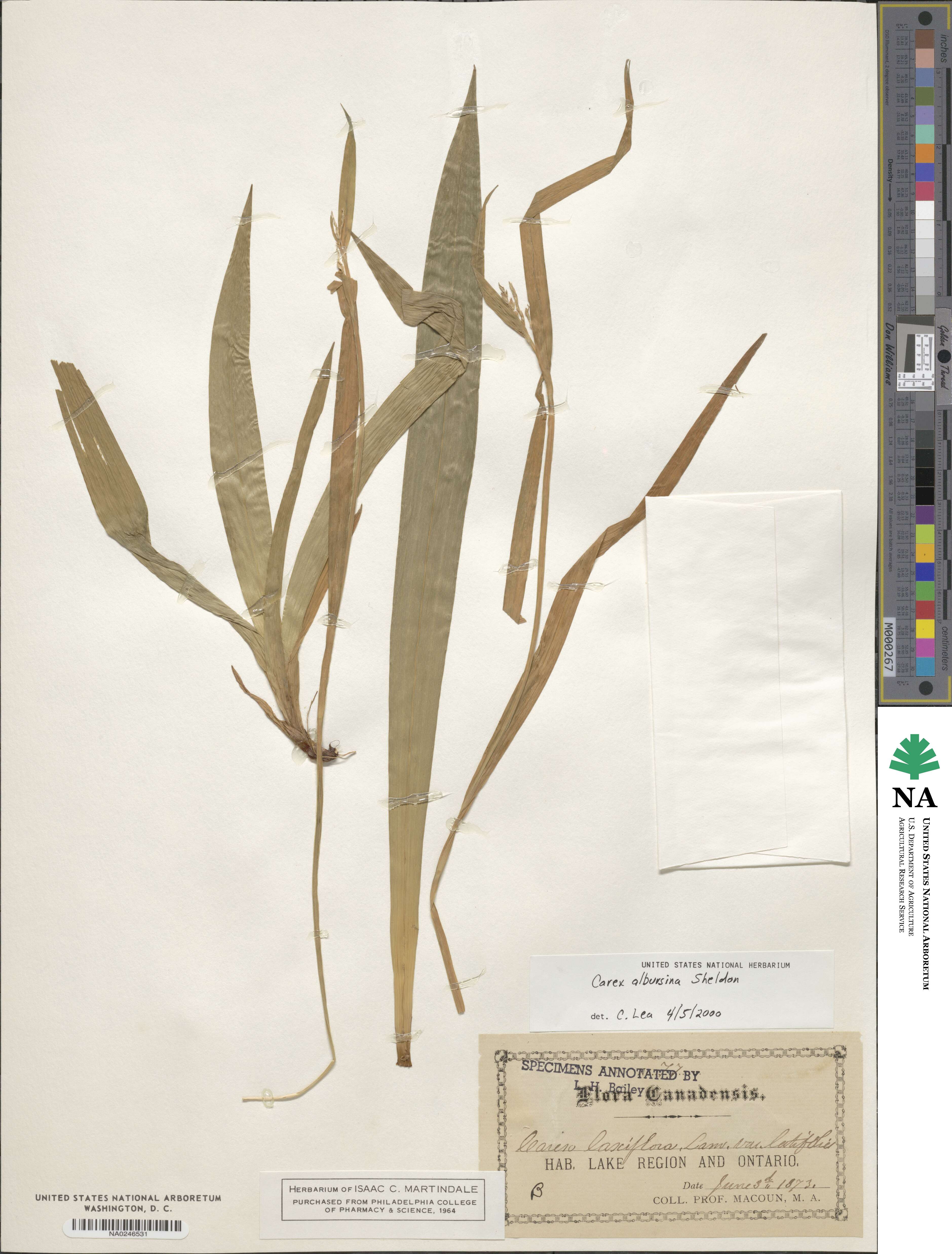 Carex albursina image