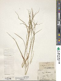 Carex debilis var. rudgei image