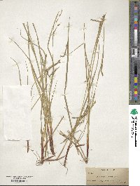 Carex debilis var. rudgei image