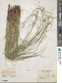 Carex debilis var. rudgei image