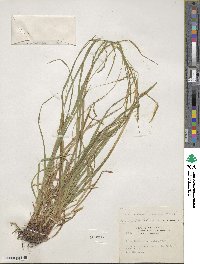 Carex debilis var. rudgei image