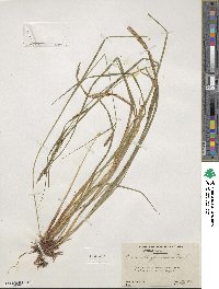 Carex debilis var. rudgei image