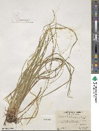 Carex debilis var. rudgei image