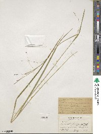 Carex debilis var. rudgei image