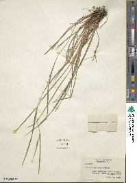 Carex amphibola image