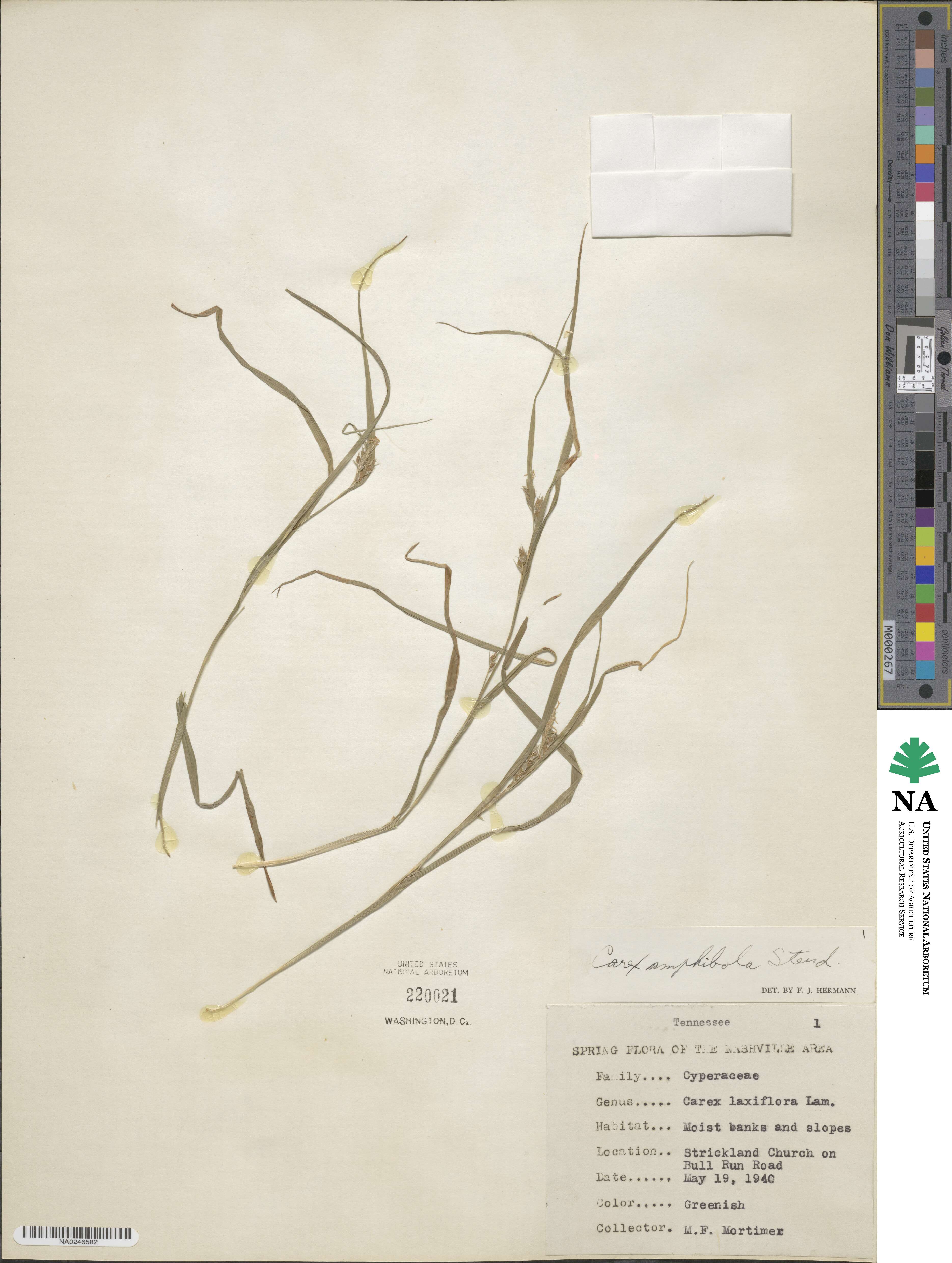 Carex amphibola image