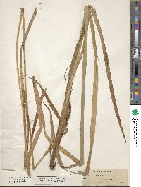 Image of Carex amplifolia