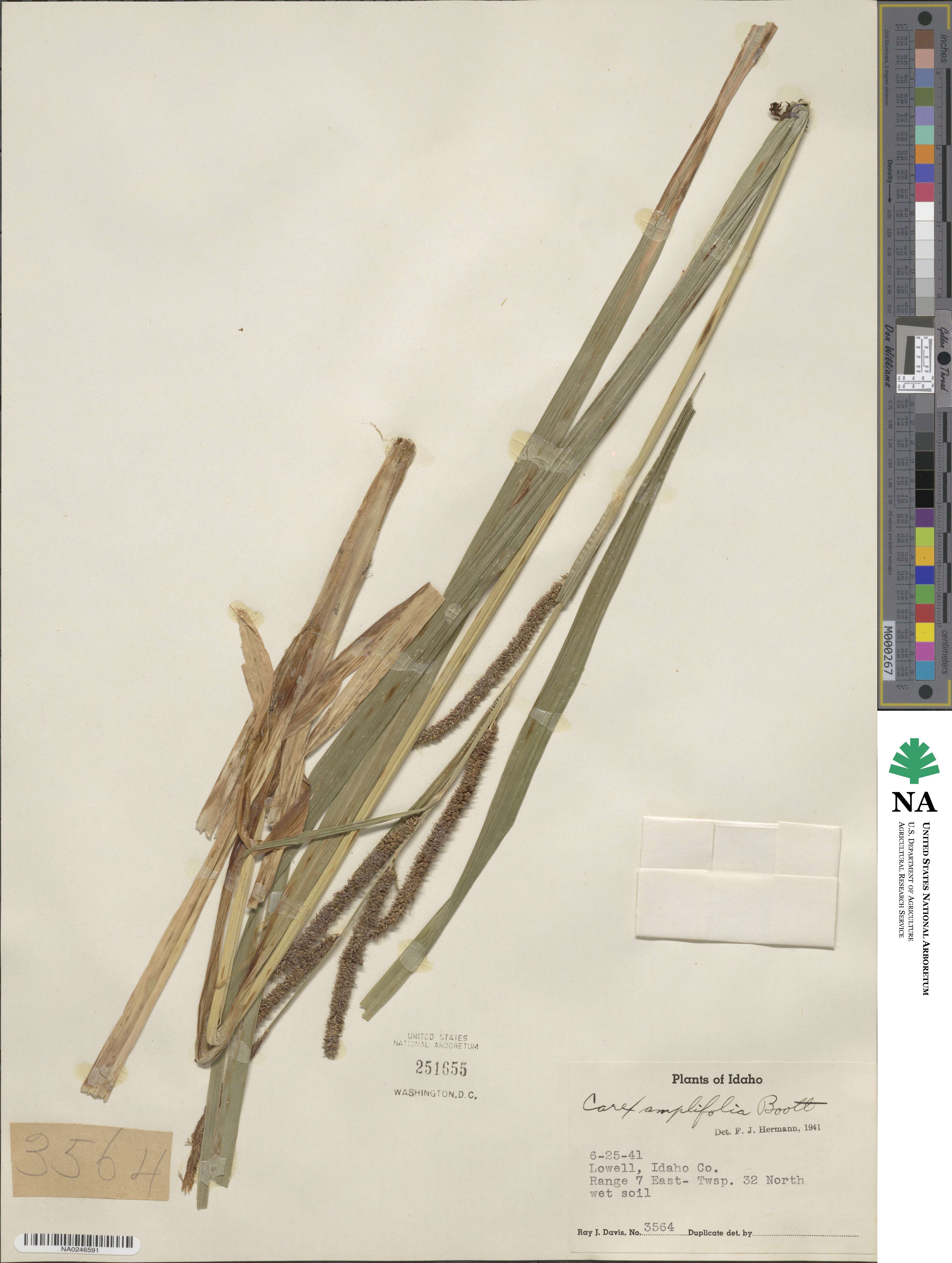 Carex amplifolia image