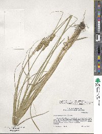 Carex annectens image