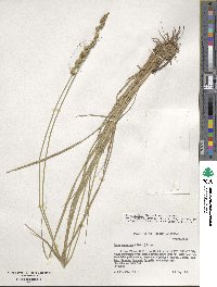 Carex annectens image