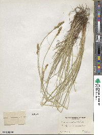 Carex annectens image