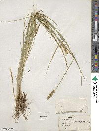 Carex annectens image