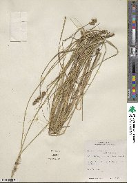 Carex annectens image