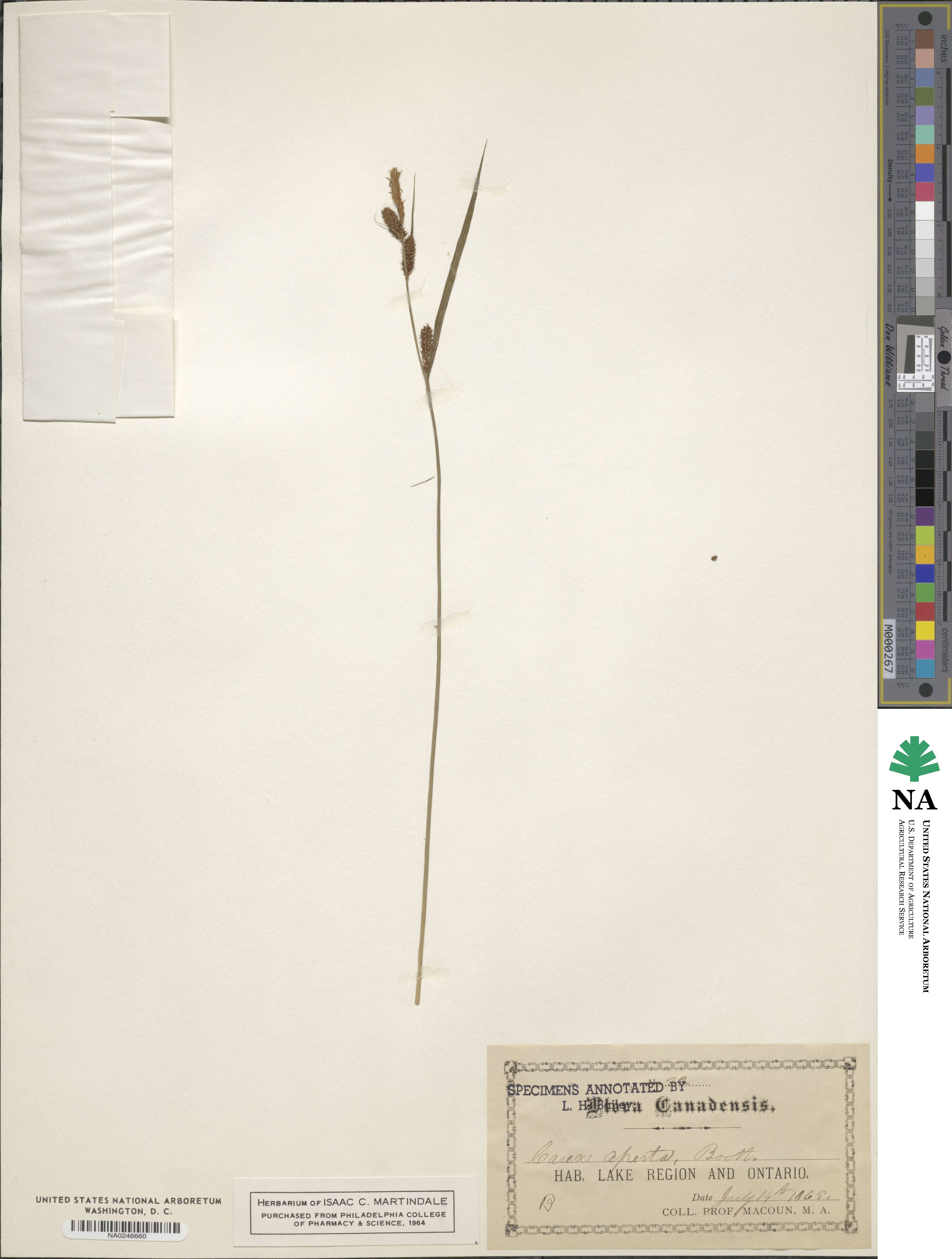 Carex aperta image