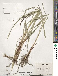 Carex aperta image