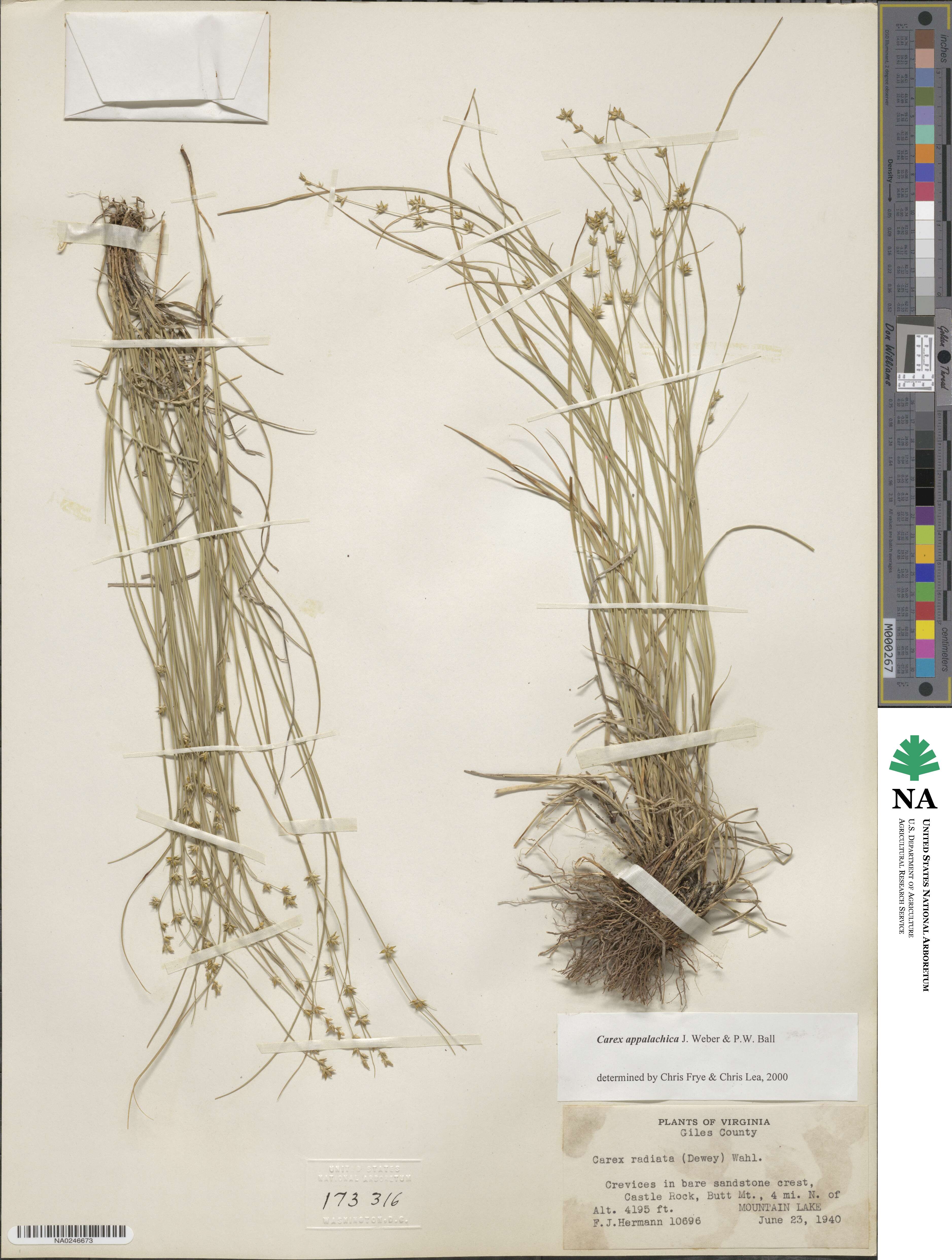Carex appalachica image