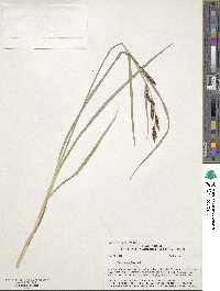 Carex aquatilis image