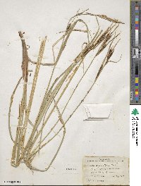 Carex aquatilis image