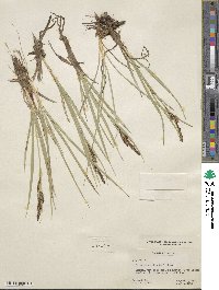 Carex aquatilis image