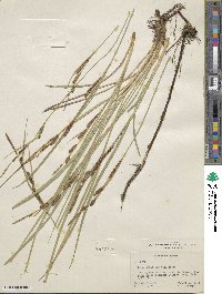 Carex aquatilis image