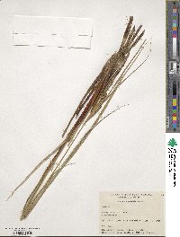 Carex aquatilis image