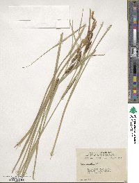 Carex aquatilis image