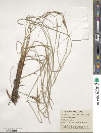 Carex aquatilis image