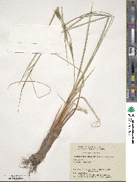 Carex aquatilis image