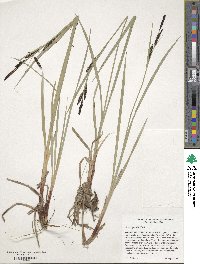 Carex aquatilis image