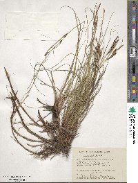 Carex aquatilis image