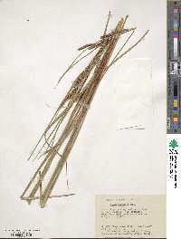 Carex aquatilis image