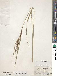 Carex aquatilis image