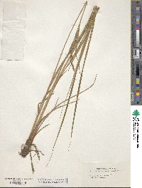 Carex aquatilis image