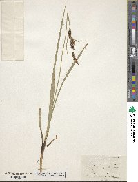 Carex aquatilis image