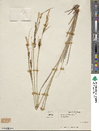 Carex aquatilis image