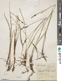 Carex aquatilis image