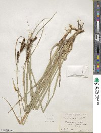 Carex aquatilis image