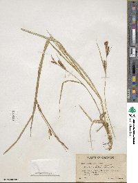 Carex aquatilis image