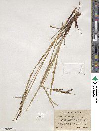 Carex aquatilis image