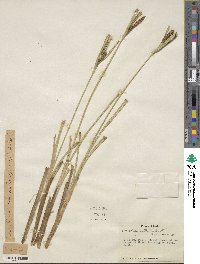 Carex aquatilis image