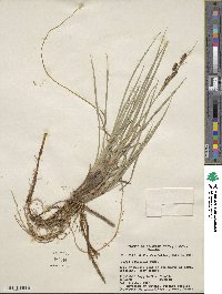 Carex aquatilis image