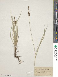 Carex aquatilis image