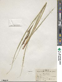 Carex aquatilis image