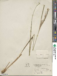 Carex aquatilis image