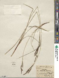 Carex aquatilis image