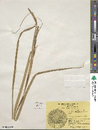 Carex aquatilis image