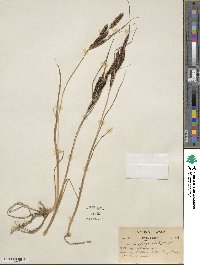 Carex aquatilis image